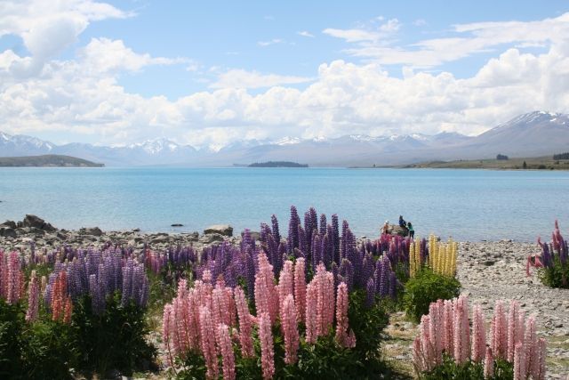 テカポ湖の写真